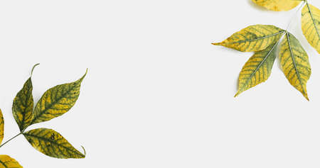 Autumn yellow leaves on white background. Top view of fall background.の写真素材