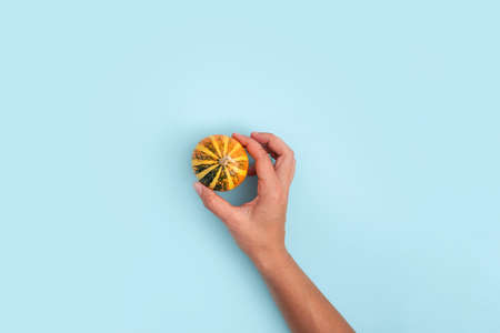 Top view of woman hands with pumpkin on blue background. Halloween, thanksgiving, harvest conceptの写真素材