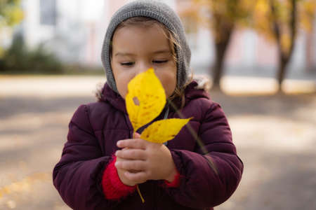 Happy toddler child plays with yellow leaves on sunny autumn dayの写真素材