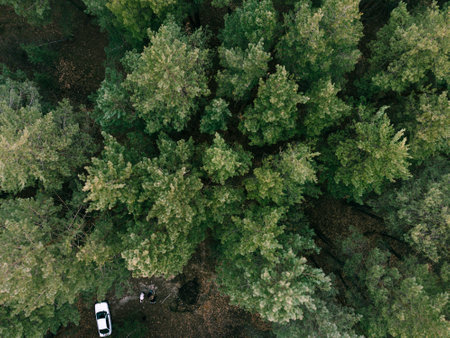Aerial view of pne evergreen forest and white car. Camping on nature. Sustainable local travel....