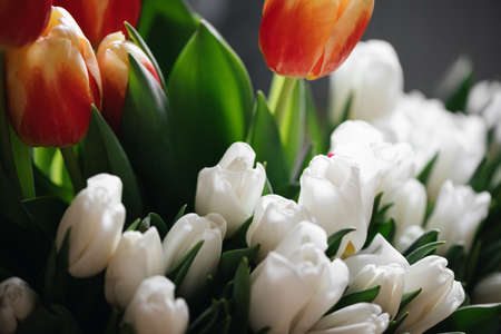 Close up red and white tulips photo. Spring concept. natural girly background. flowers design. Slow living mindful lifeの写真素材