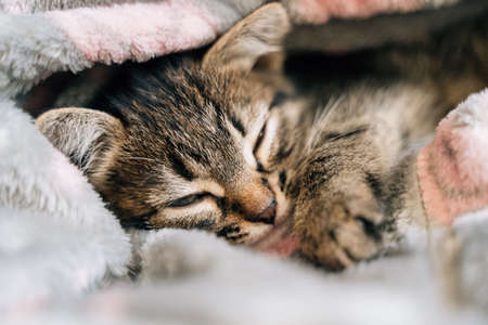 Sleeping kitten in grey soft blanket. Cute feline friend. Catnap habits and sleep training. Cozy...