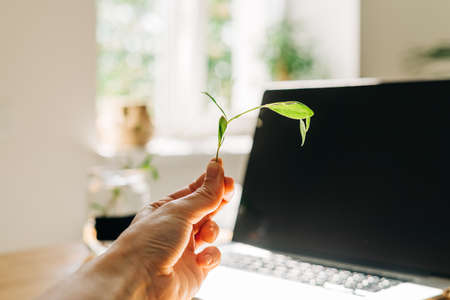 Laptop keyboard with plant growing on it. Green IT computing concept. Carbon efficient technology. Digital sustainabilityの写真素材