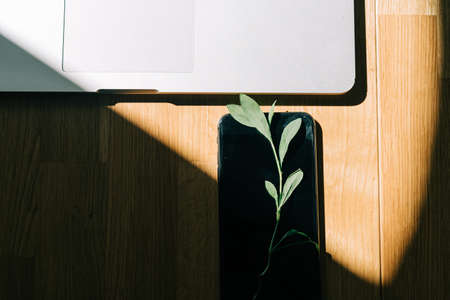 phone screen with plant growing on it. Green IT computing concept. Carbon efficient technology. Digital sustainability. wooden backgroundの写真素材