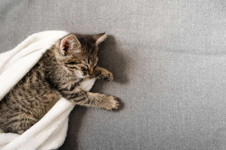Cute little tabby grey kitten sleeping on the sofa and white blanket. Cute baby cat relax on cozy warm day. Furry feline friendの写真素材