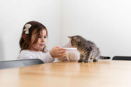 toddler girl with small tabby kitten lifestyle shot. Pet cat friend of the child. Happy loving childhood memories. Candid authentic domestic lifeの写真素材