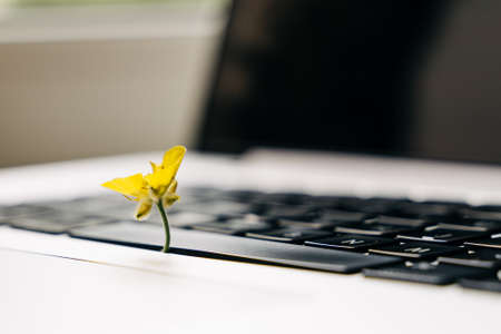 Laptop keyboard with yellow flower growing on it. Green IT computing concept. Carbon efficient technology. Digital sustainabilityの写真素材