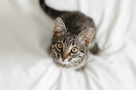 Close up of domestic small tabby kitten with big eyes. Curious cat lifestyle shot. Adorable cozy feline friend. Animal portrait with big eyes.の写真素材