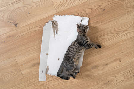 Grey tabby kitten lie down on the floor in torn cardboard box. Funny cat play at home. Sleeping relaxed in a box on the floor. Top view, wooden floor backgroundの写真素材