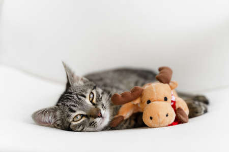 Tabby grey kitten plays with deer Christmas plush toy. Pet cat Christmas season. Winter holidays at home. Funny animal New Yearの写真素材