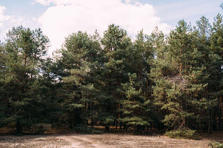 Forest landscape in natural colours. Pine forest background in a sunny summer day. Local travel concept. Close to Nature conceptの写真素材