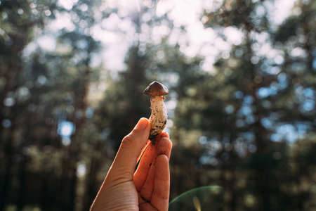 Woodland harvest in autumn. Hand holding small Porcini mushroom. Closeness to the nature. hiking and mushroom picking.の写真素材