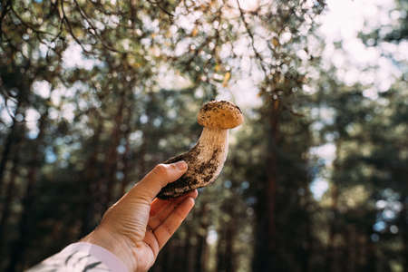 Woodland harvest in autumn. Hand holding small Porcini mushroom. Closeness to the nature. hiking and mushroom picking.の写真素材