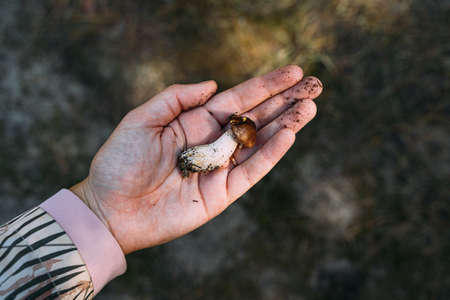 Woodland harvest in autumn. Hand holding small Porcini mushroom. Closeness to the nature. hiking and mushroom picking.の写真素材