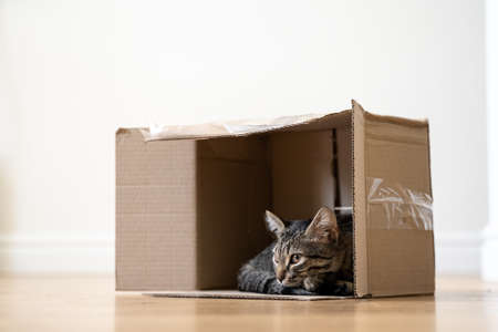 Funny tabby cat in a cardboard box on the floor. Parcel with pet friend. Grey kitten with beautiful eyes playing indoorsの写真素材
