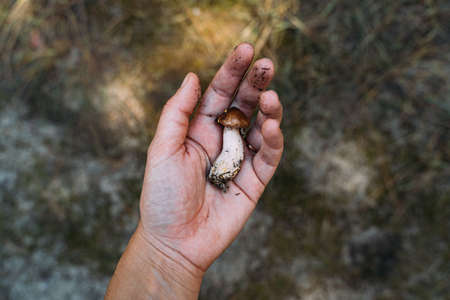 Survival skill in great outdoors. Hand holding small Porcini mushroom. Closeness to the nature. hiking and mushroom picking.の写真素材
