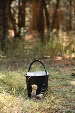 Survival skill in great outdoors. Hand holding small Porcini mushroom. Closeness to the nature. hiking and mushroom picking.の写真素材