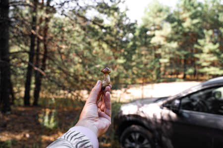 Survival skill in great outdoors. Hand holding small Porcini mushroom. Closeness to the nature. hiking and mushroom picking.の写真素材