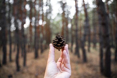 Hand holding pine cone on a blurred forest background. Close to nature concept. Fresh air, mental health healing. Digital detox, unplugged concept.の写真素材