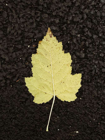 Top view of yellow leaf with water drops. Autumn leaves close up vertical photo. Seasonal background
