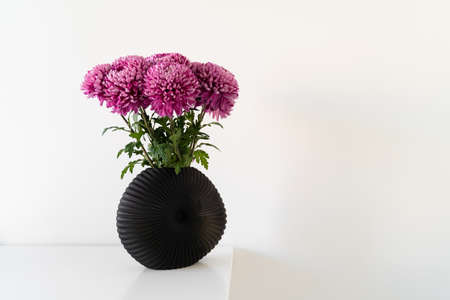 Stylish composition of the beautiful pink chrysanthemum flowers standing in black modern vase at the...