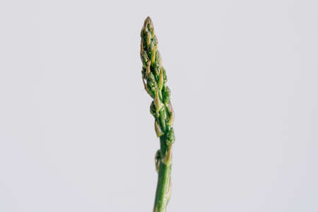 Close up green asparagus on white wall background. Macro shot