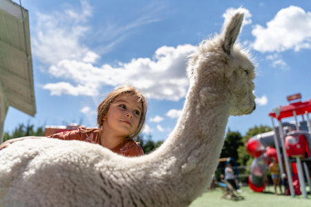 Preschool girl with white alpaca on a farm on summer sunny dayの写真素材