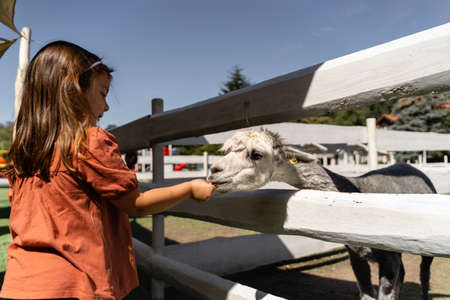 Preschool girl feeding white alpaca with carrot on a farm on summer sunny dayの写真素材