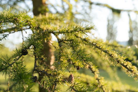 Close up of pine tree young brunches in springの写真素材