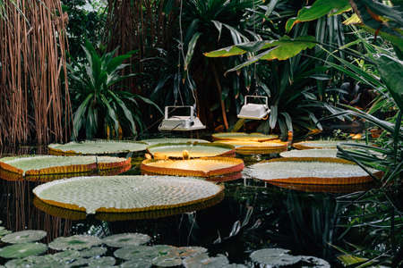 Garden jungle greenhouse interior with pond and giant lilies. UV lampの写真素材