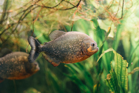 Close up of aquarium water with fishes. Underwater lifeの写真素材