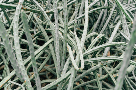 Cactus background texture, nature pattern