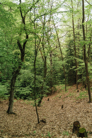 Vertical photo of wild rural forest in green colors