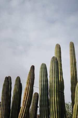 A detailed view of a spiky green cactus bathed in sunlight, highlighting its sharp textures and natural beautyの写真素材