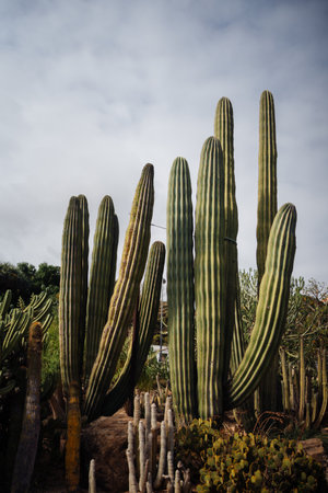 A towering cluster of columnar cacti rises against a cloudy sky, showcasing their height and natural form in the desert landscapeの写真素材