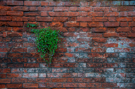 Plant in the Wallの写真素材