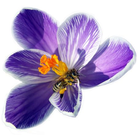 Bee on spring crocus flower.の写真素材