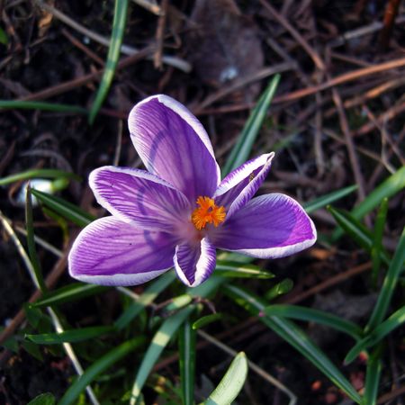 Spring lilac crocus.