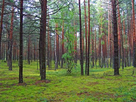 Pine forest.