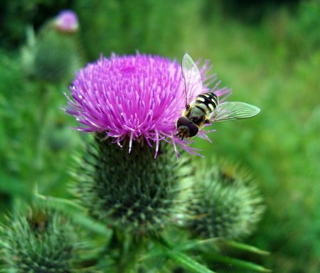 The beautiful fly on meadow flower.の写真素材