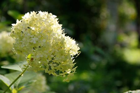 Flowers of white Hydrangea (Hortensia).の写真素材