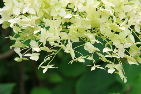 White Hydrangea (Hortensia) in bloom. Floral background.