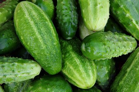 Fresh small cucumbers for sale at market.の写真素材