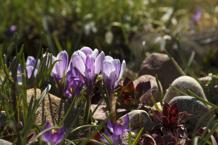Group of  lilac crocuses and thunder plants (Sempervivum tectorum) in rock garden.