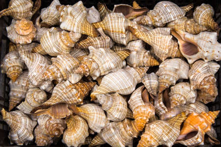 Seashells for sale at market. の写真素材