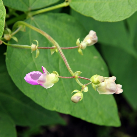 Flowers of beans (Phaseolus).