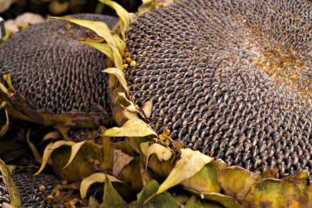 Sunflower with seeds for sale at farmers market.の写真素材