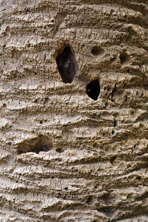 Bark of old palm tree.  Natural textured background.の写真素材