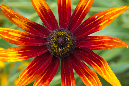 Flower head of coneflower (Rudbeckia).の写真素材