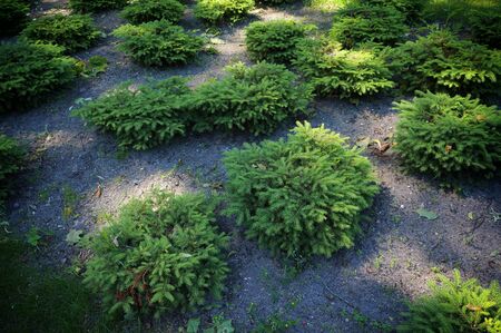 Green young fir trees growing in forest.の写真素材